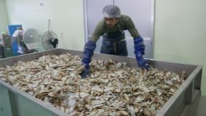 和草堂乾燥写真